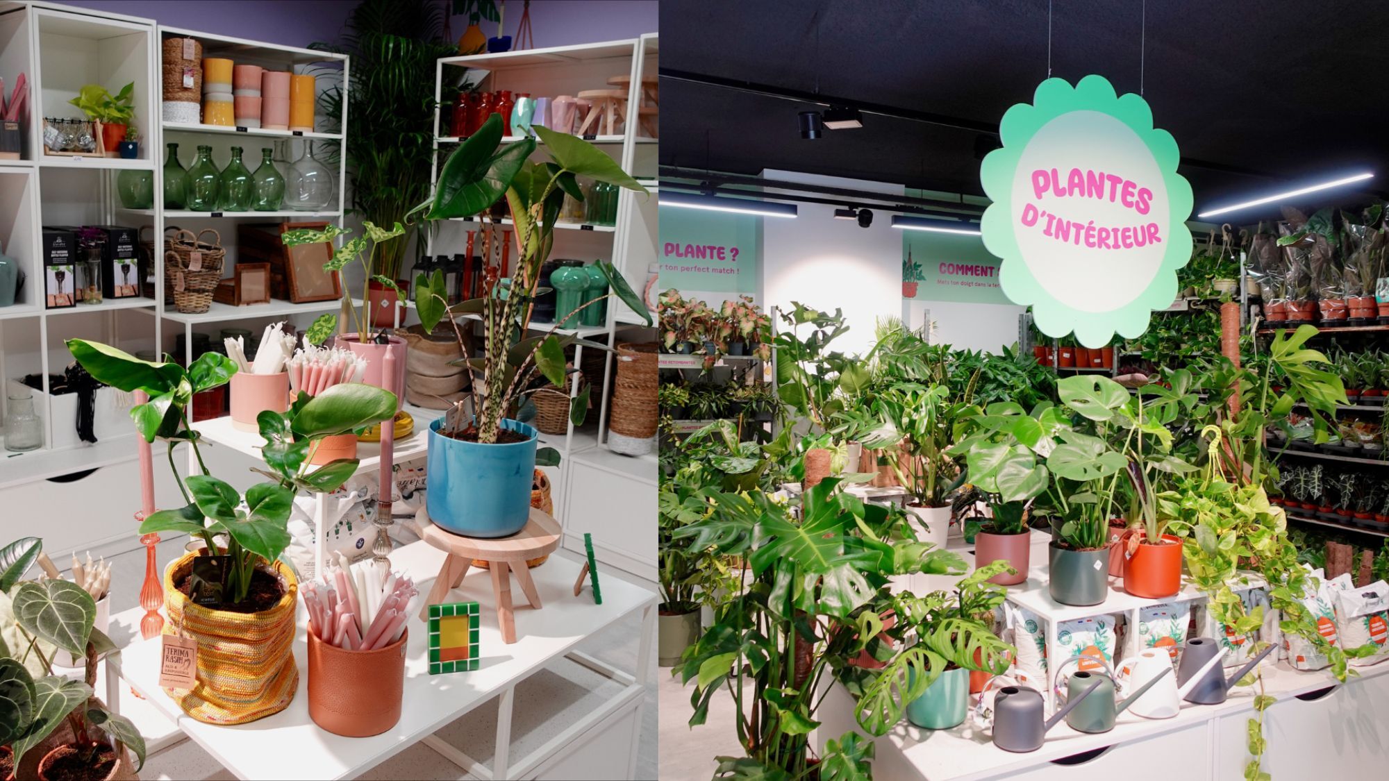 plantes-pour-tous-bordeaux-petits-prix