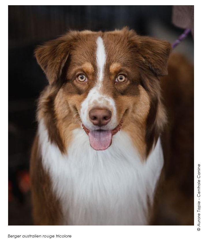 berger-australien-chiens-bordeaux