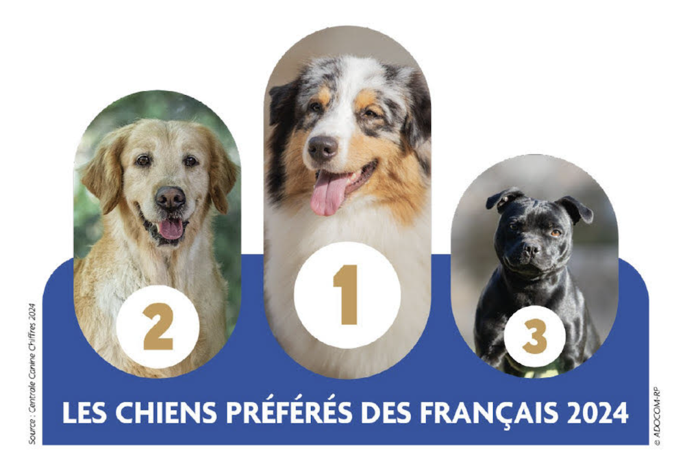 races-chiens-preferees-francais