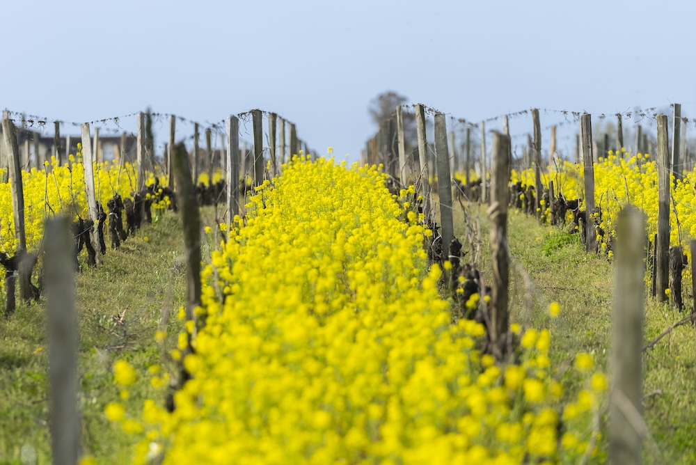 vignes-montlabert