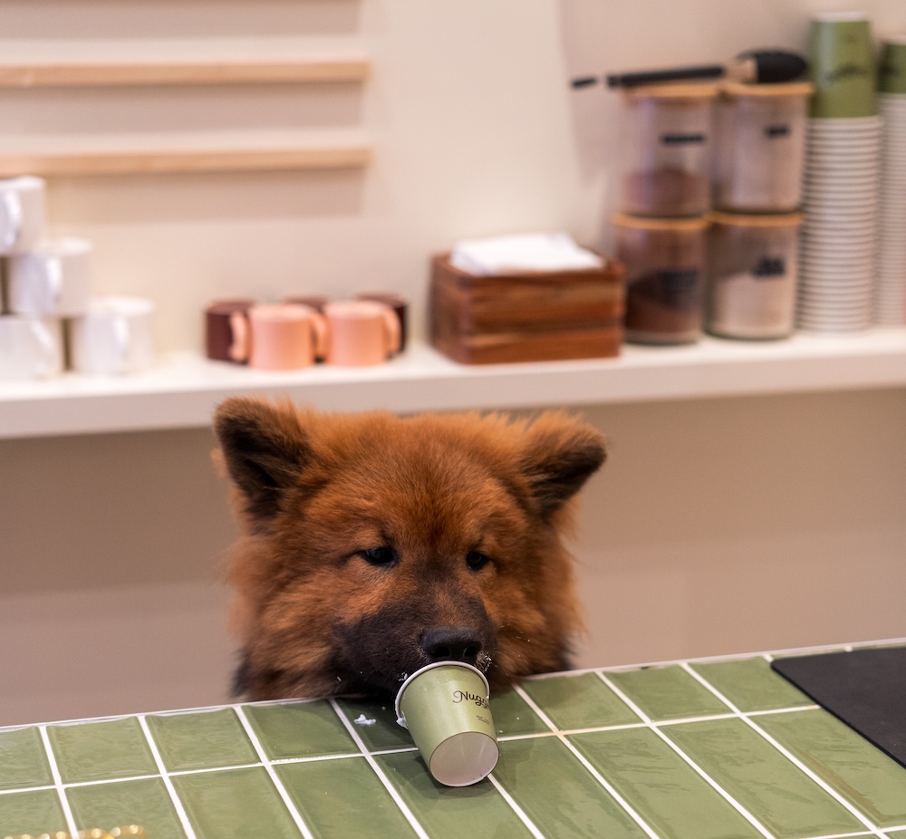 cafe-chiens-bordeaux