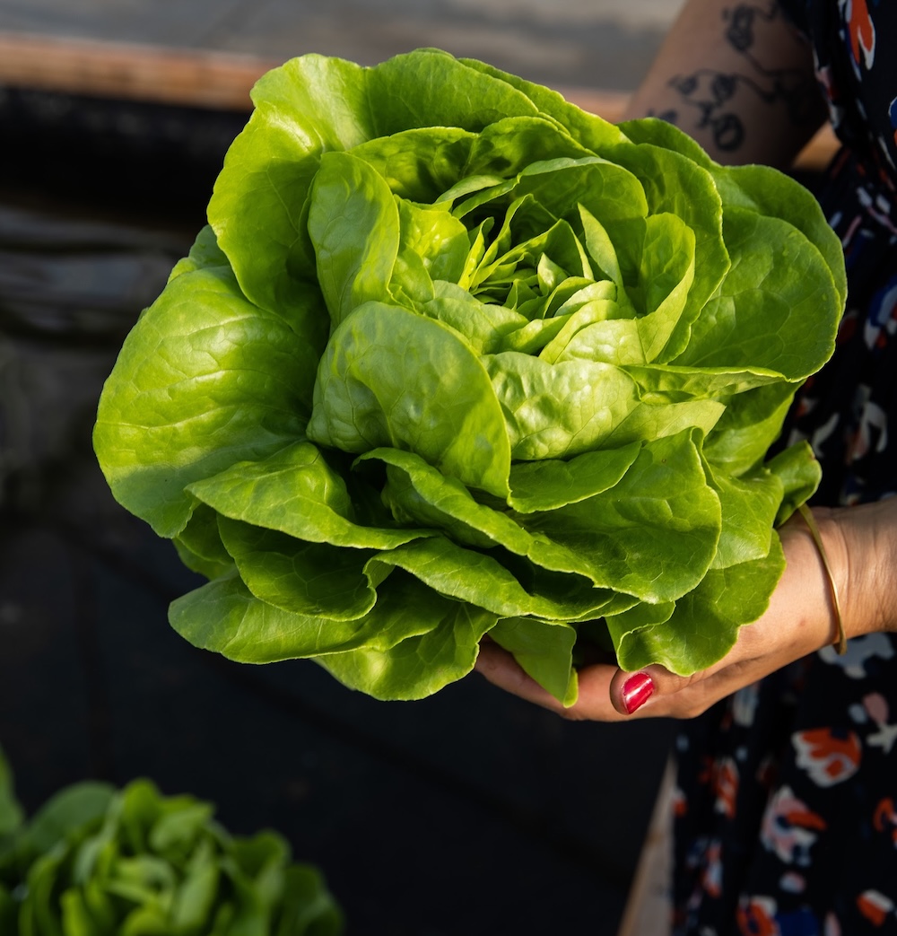 ferme-aquaponie-merignac