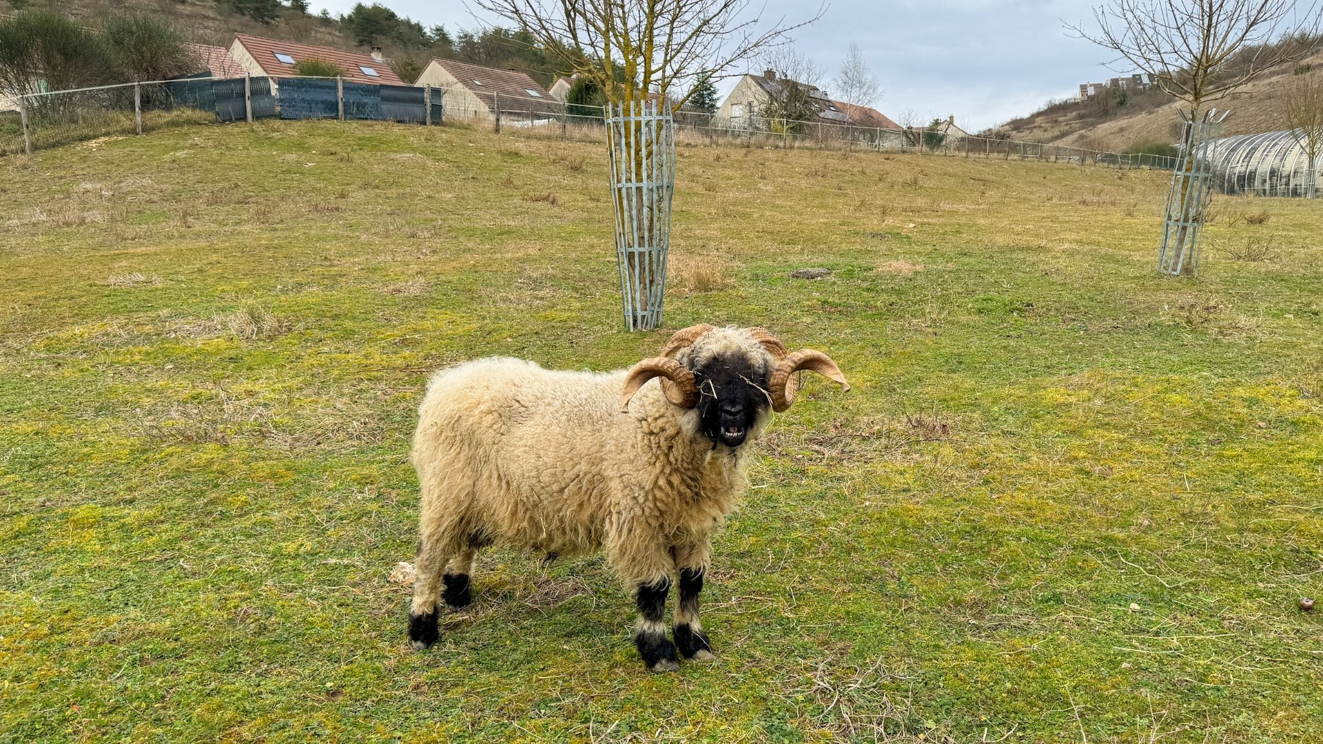 mouton plombières les dijon rocade aninomade