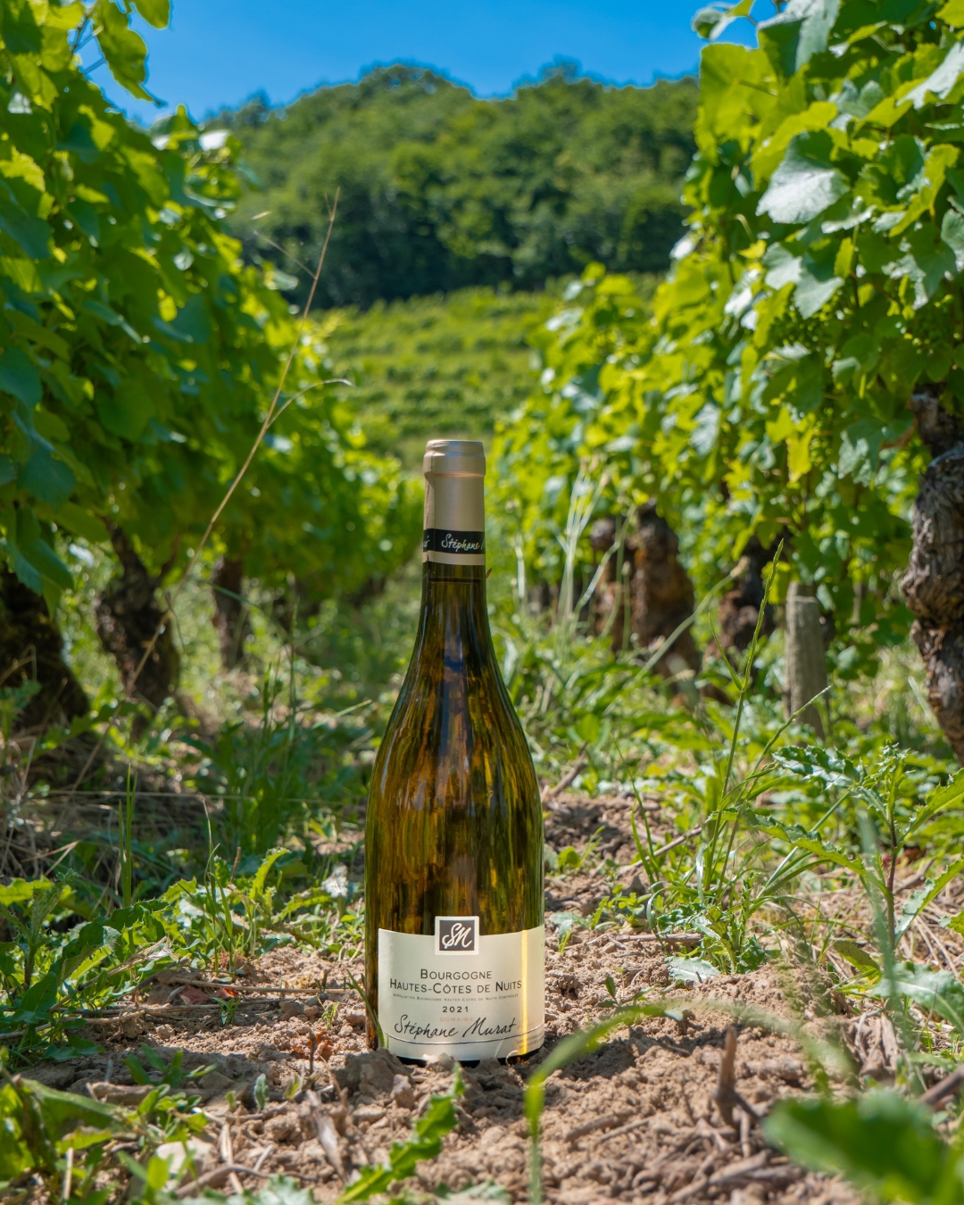Bouteille blanc vin Bourgogne Septembre