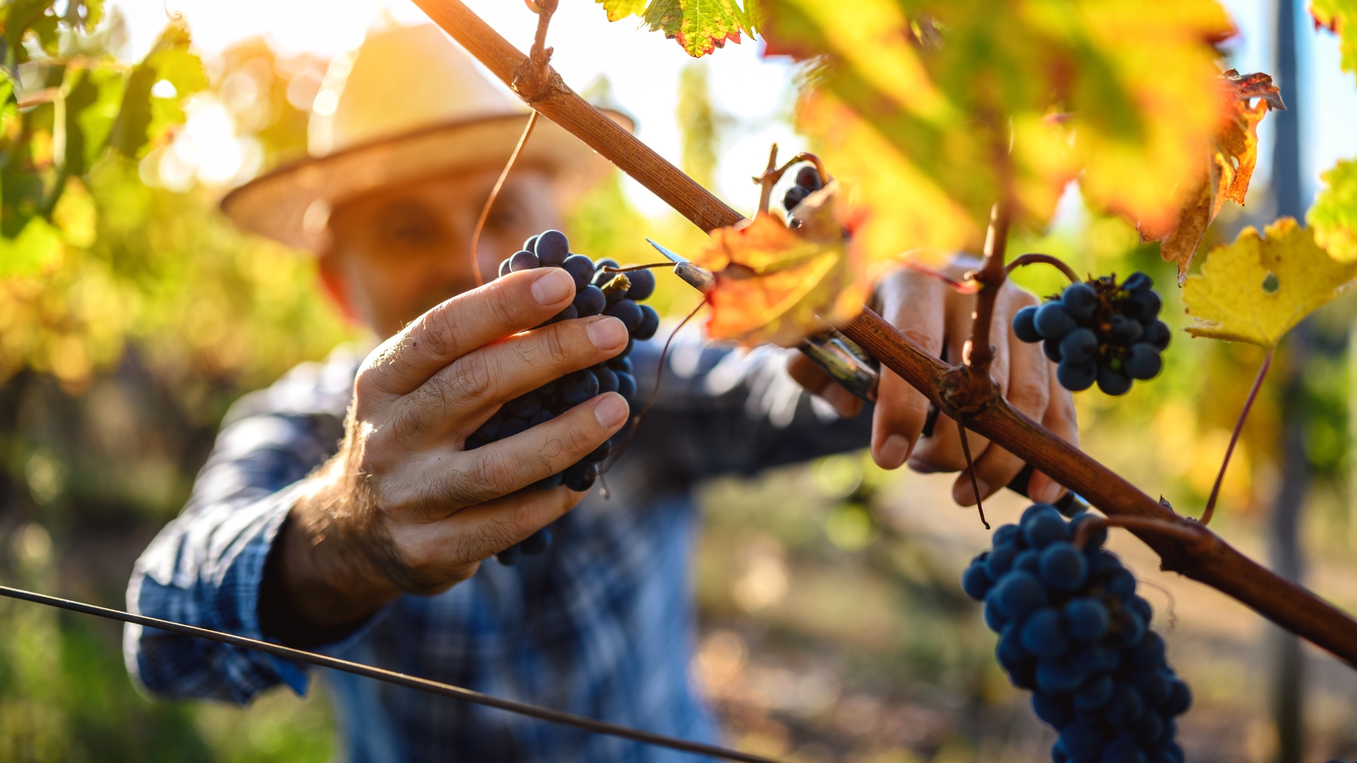 Les vendanges à dijon