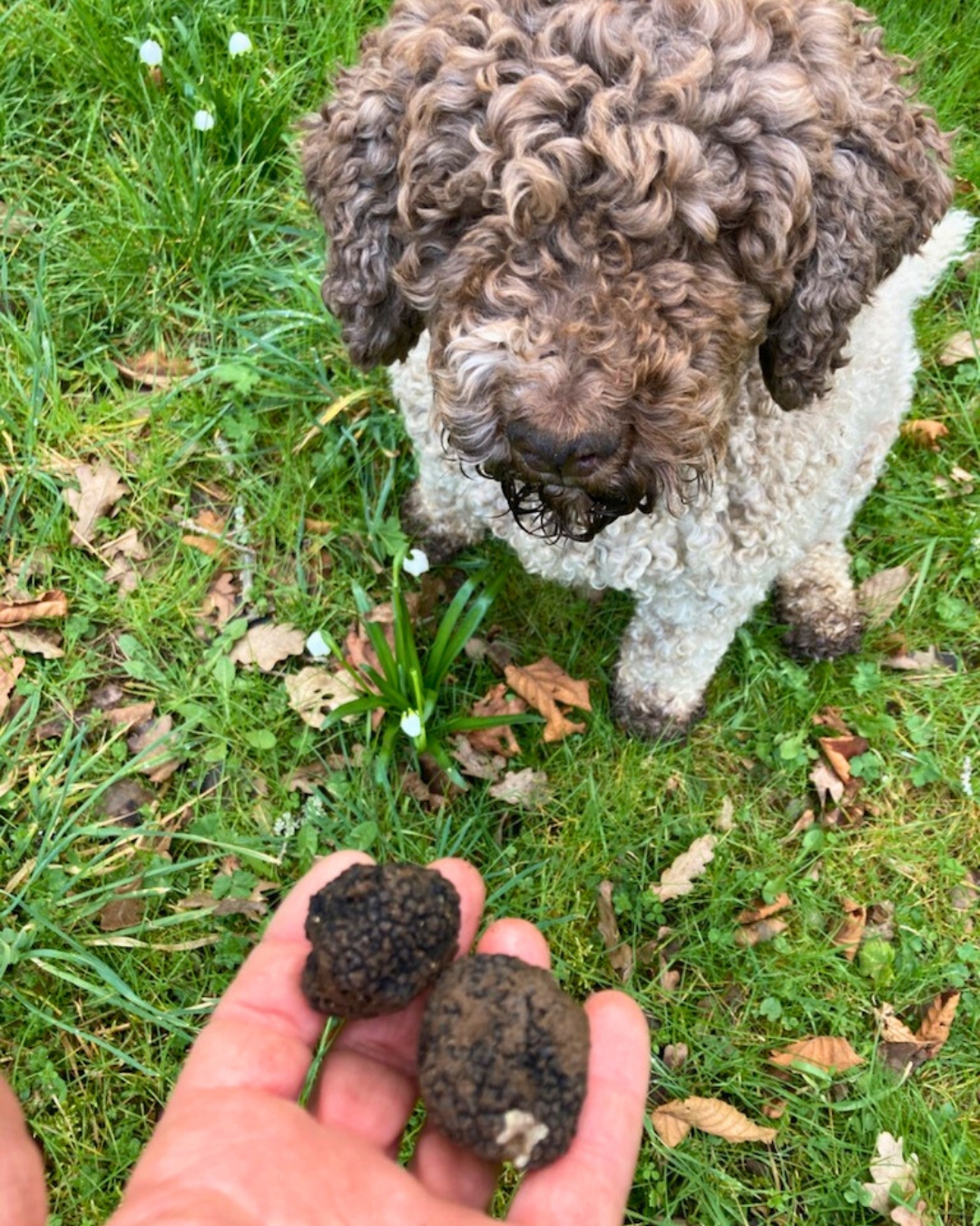 Truffes-Bourgogne-Dijon