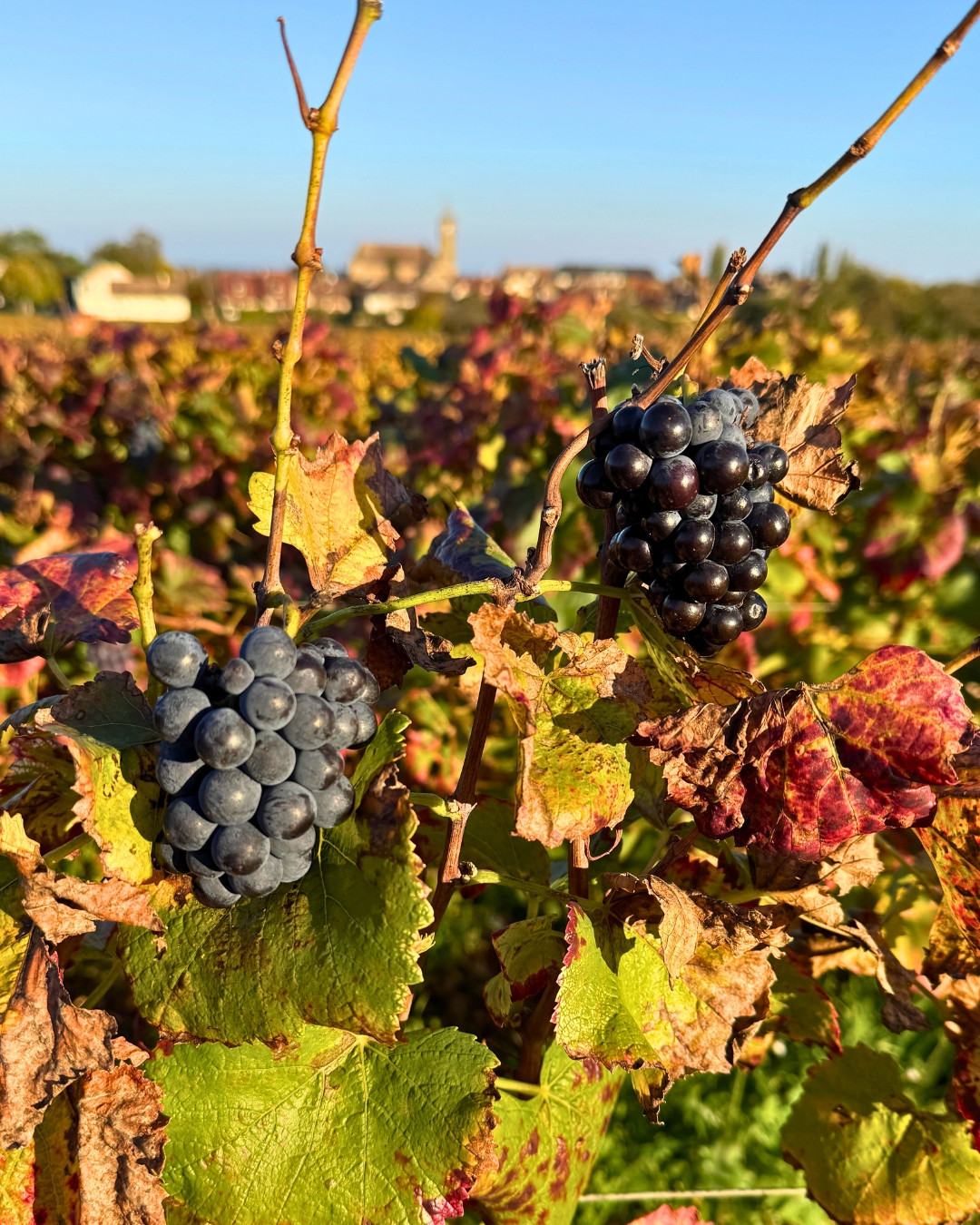 Les vignes dorées de la Côte d'Or Automne en Côte d'Or dans les vignes