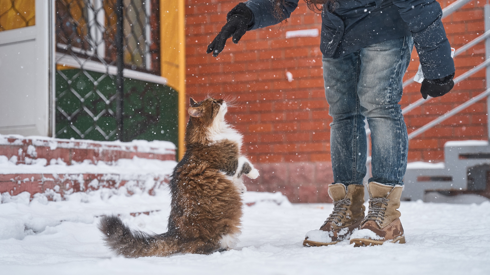 REFUGE JOUVENCE, NOEL DES ANIMAUX 
