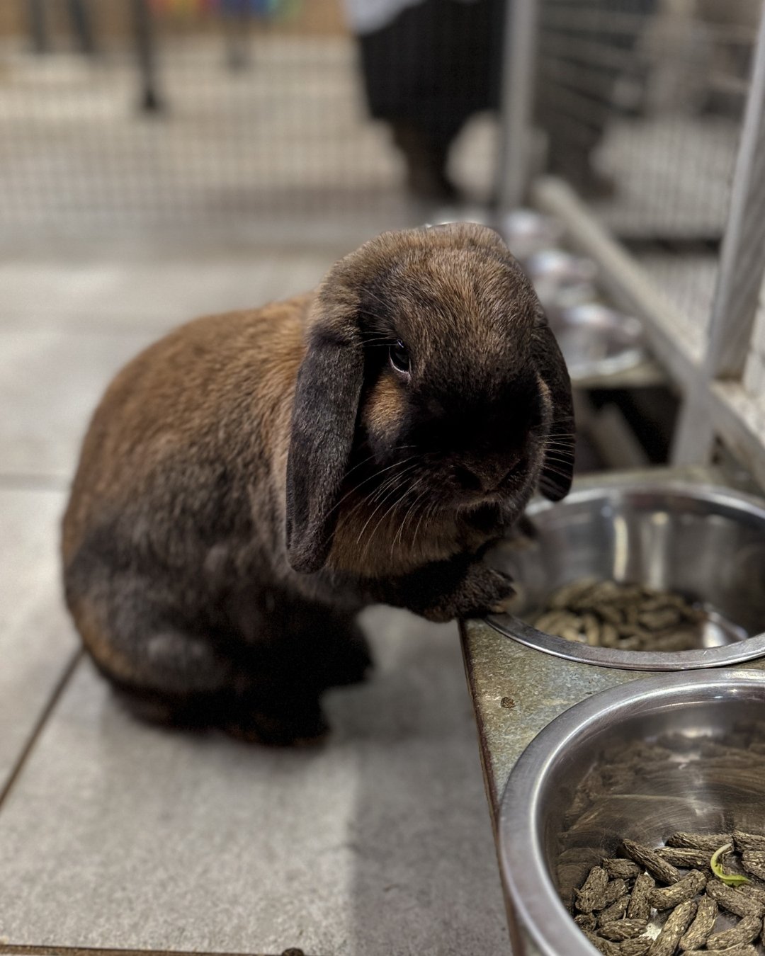 Ani'nomade rabbit at Plombières-lès-Dijon