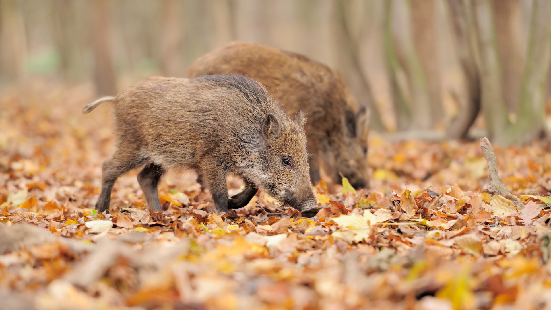 wild boar family in Dijon forest