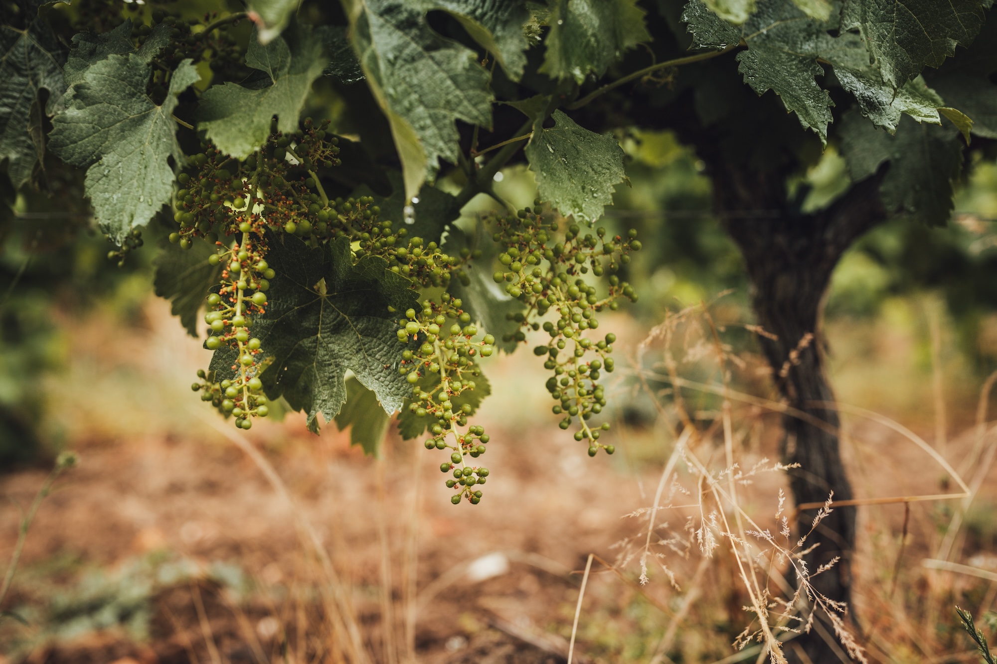 domaine-den-segur-tarn-vin