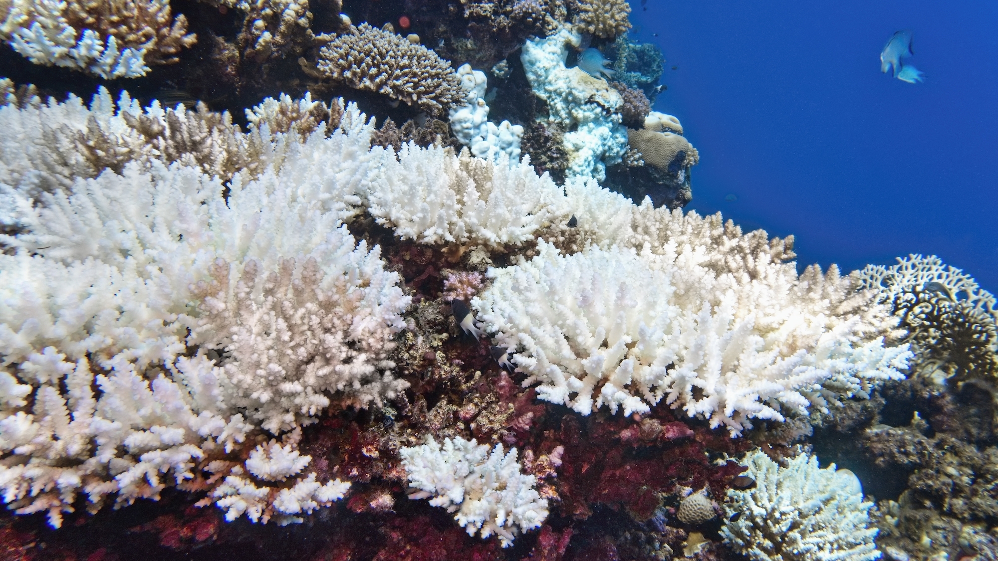 corail-blanchissement