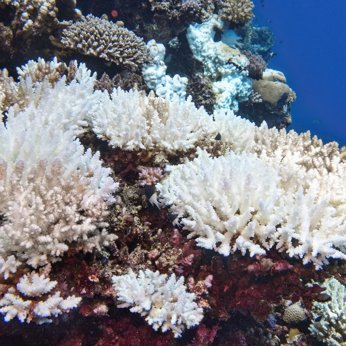 corail-blanchissement