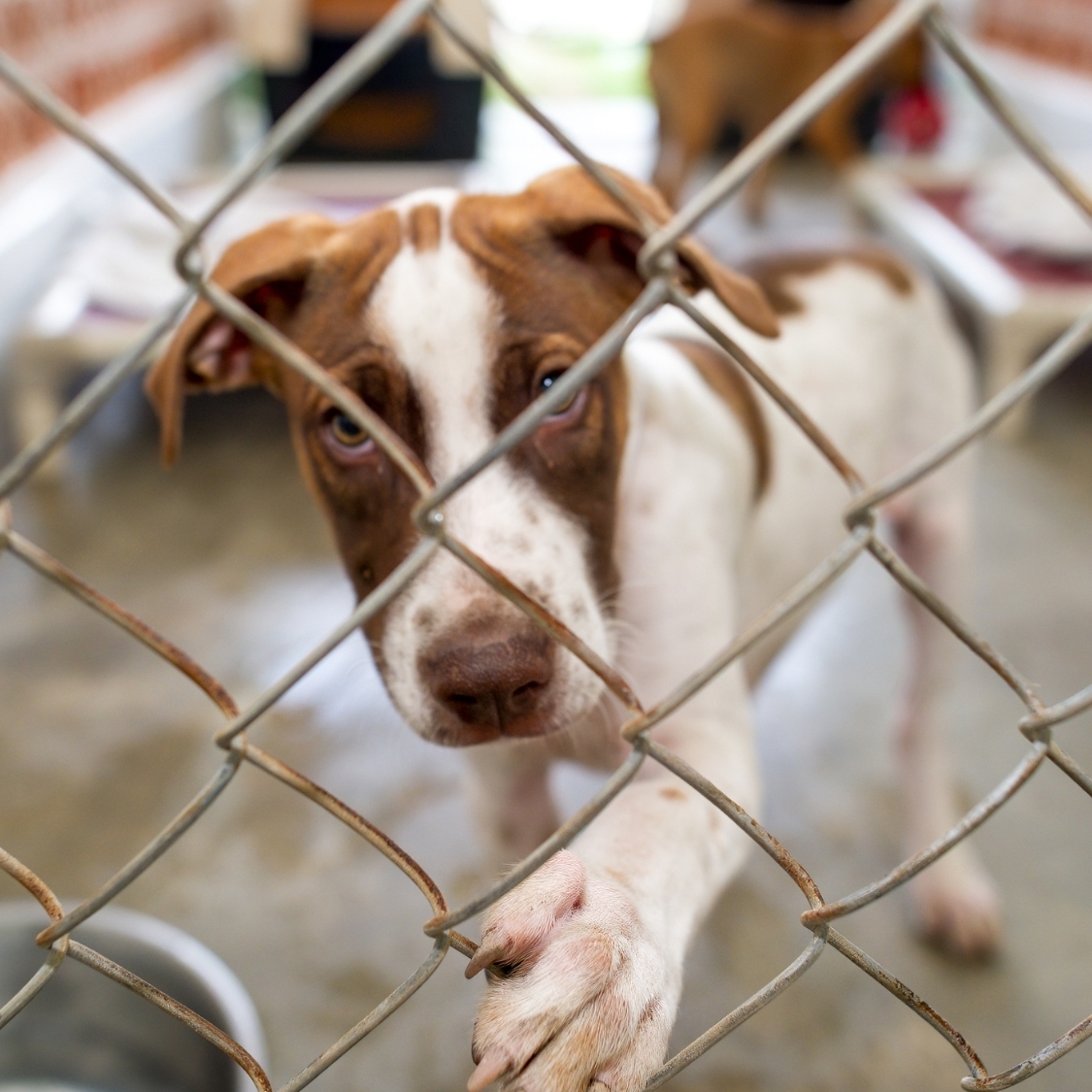 spa-animaux-noe-l-dijon
