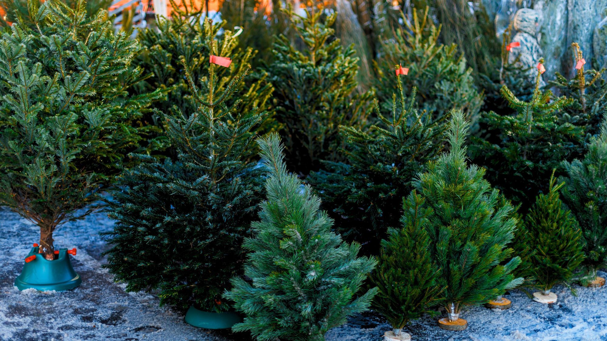 marches-aux-sapins-gen-ve