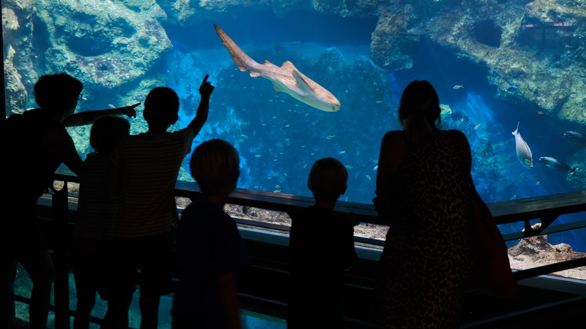 The Lyon Aquarium reveals a massive expansion of 1,400 m² and a new immersive adventure! aquarium-lyon-extension-1400-m-aventure-immersive