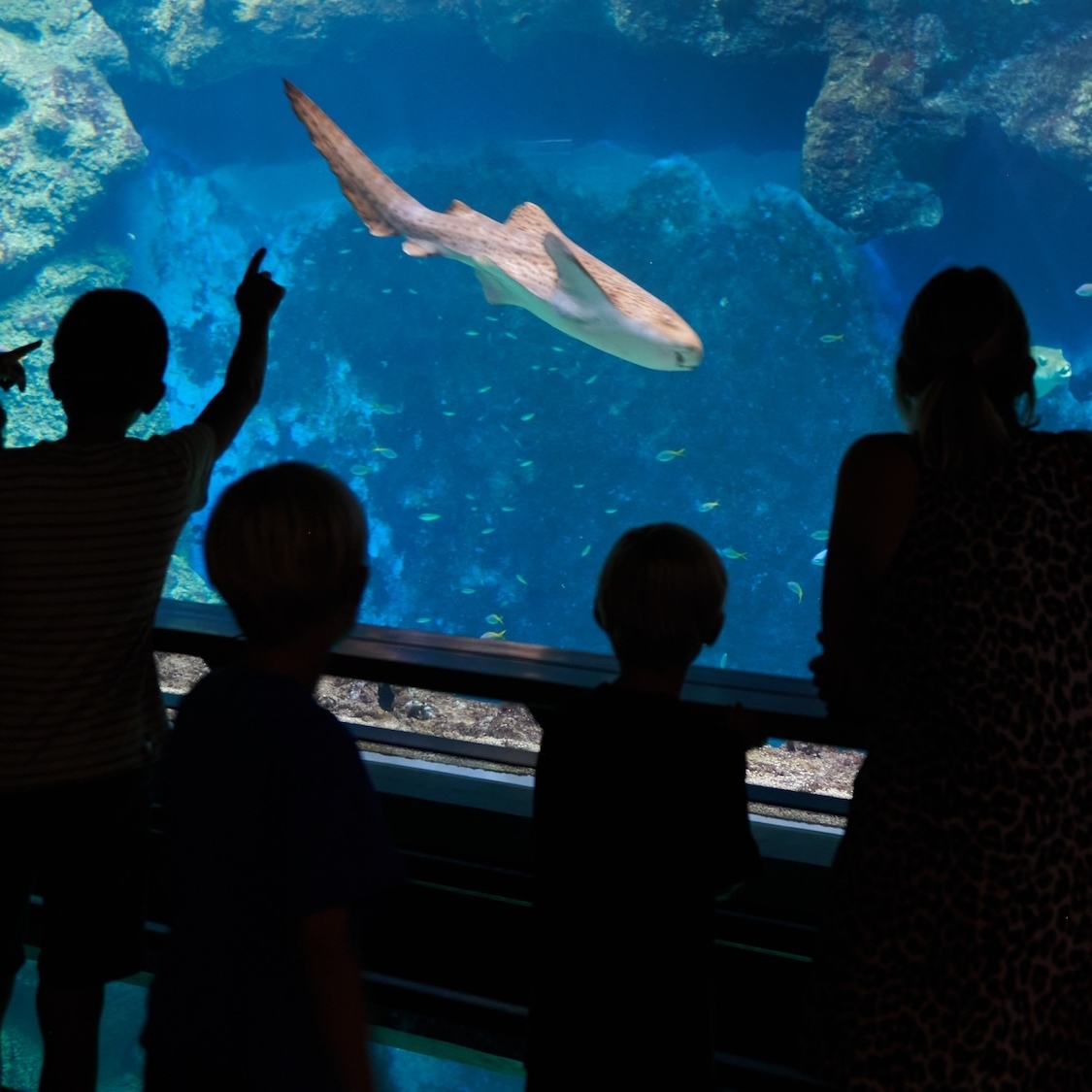 aquarium-lyon-extension-1400-m-aventure-immersive