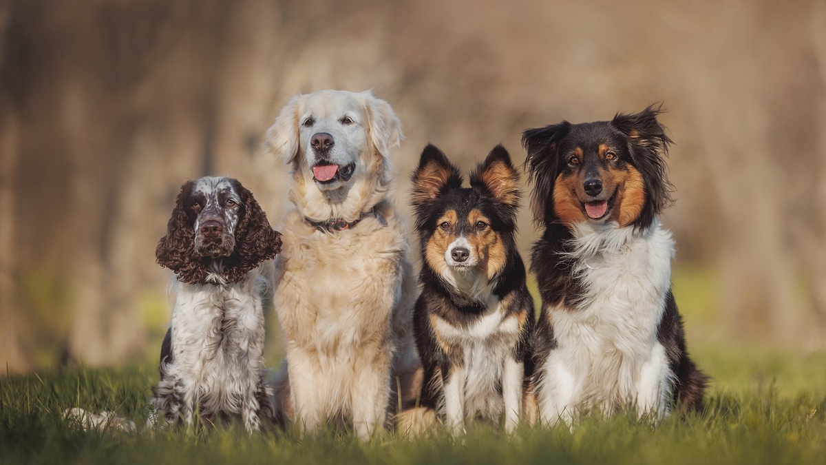 We know the favorite dog breed of the people of Bordeaux | Le Bonbon