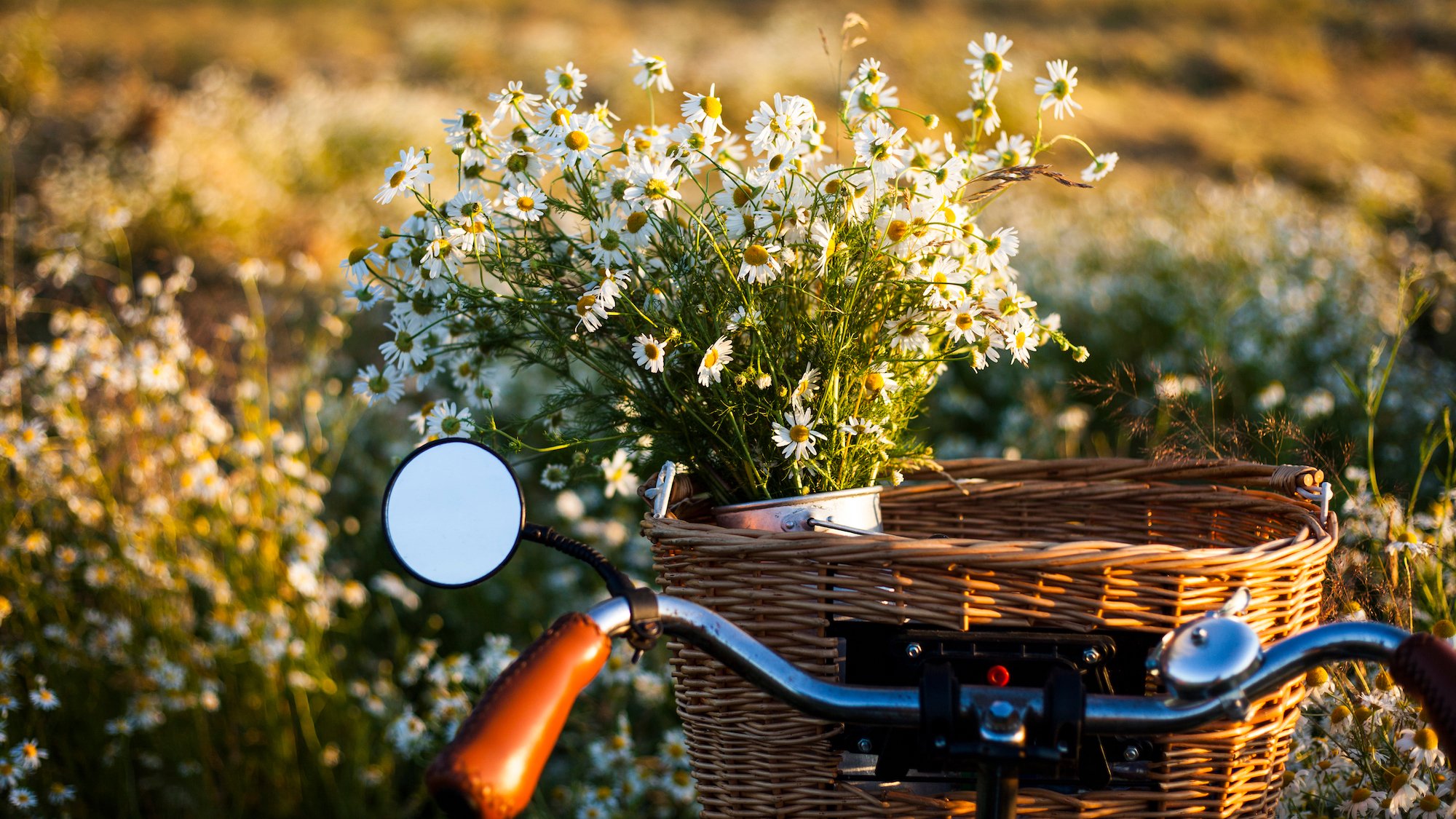 fleurs-velo-saint-valentin-lime-monsieur-marguerit