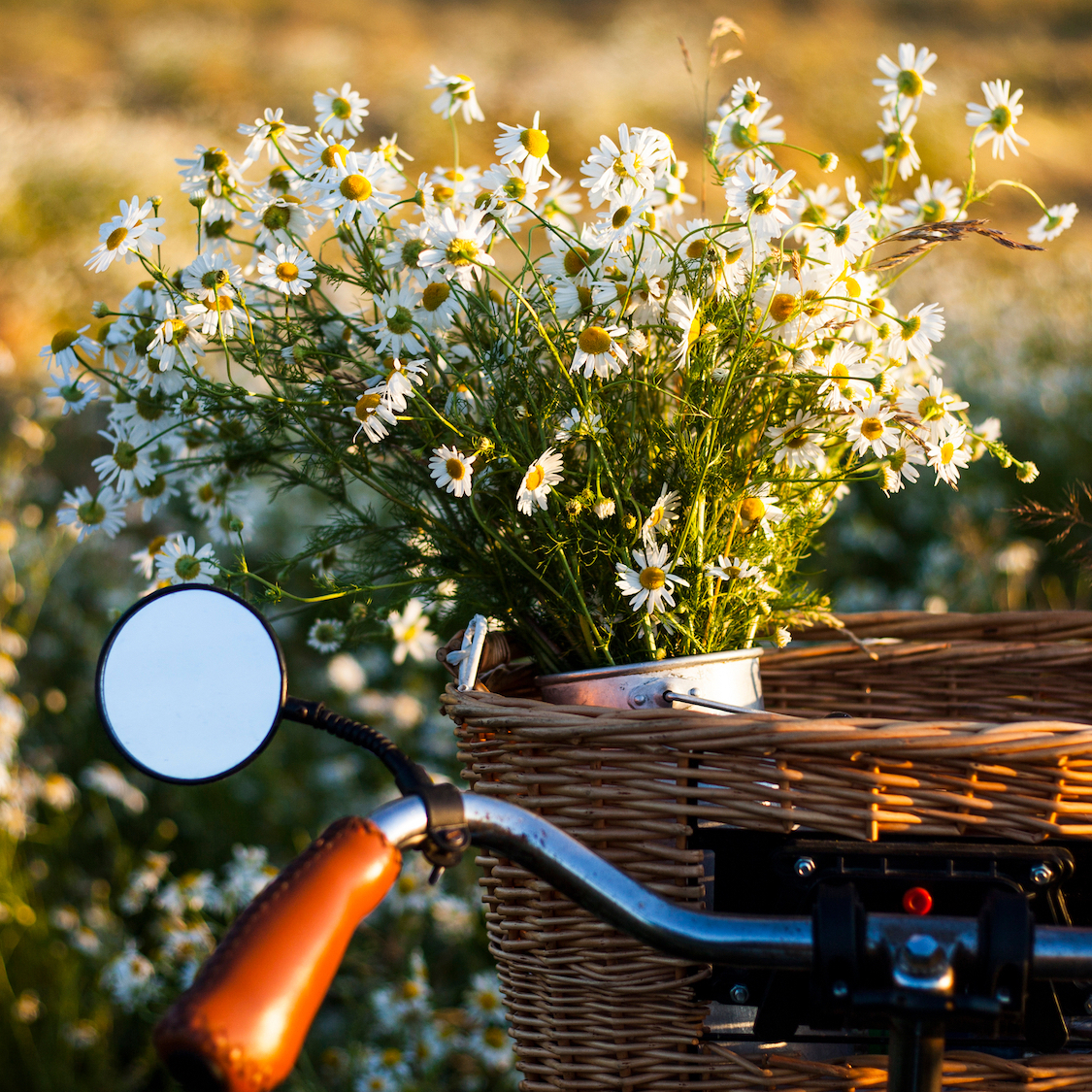 fleurs-velo-saint-valentin-lime-monsieur-marguerit