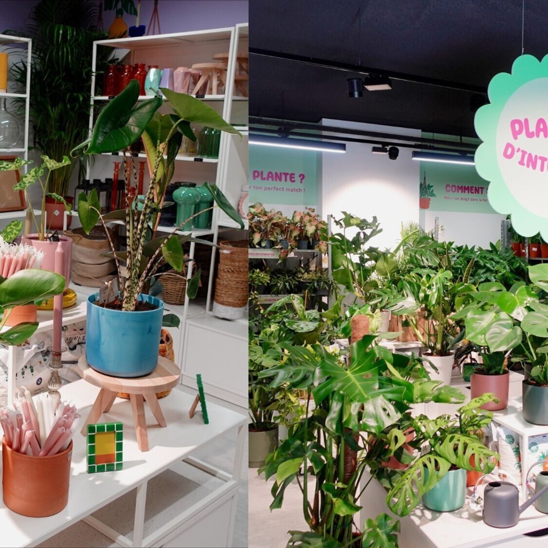 plantes