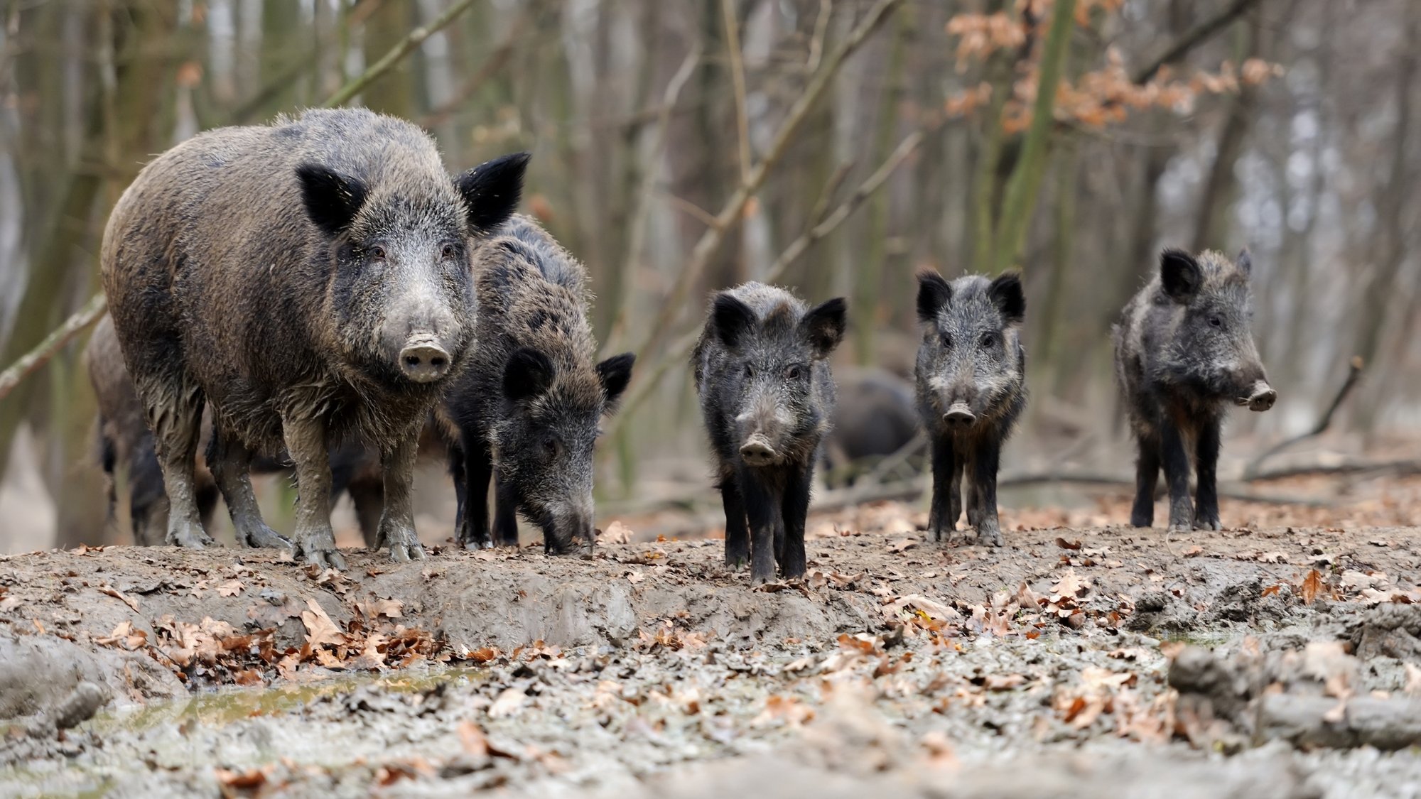 sanglier-chasse-dijon-1-