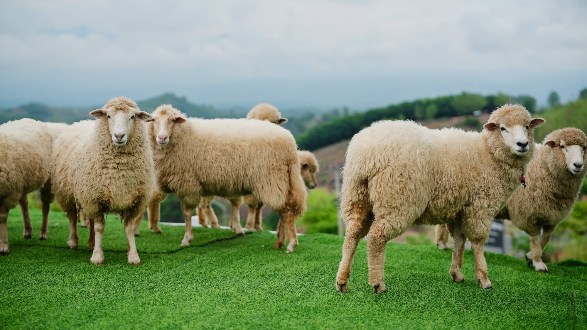 moutons-pelouse-tonte-herbe-laine-montagnes-jardin