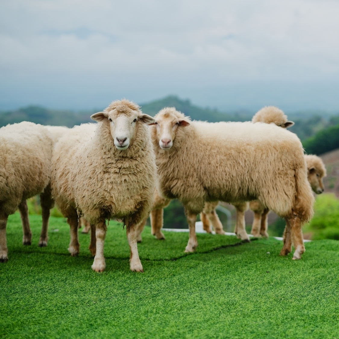 moutons-pelouse-tonte-herbe-laine-montagnes-jardin
