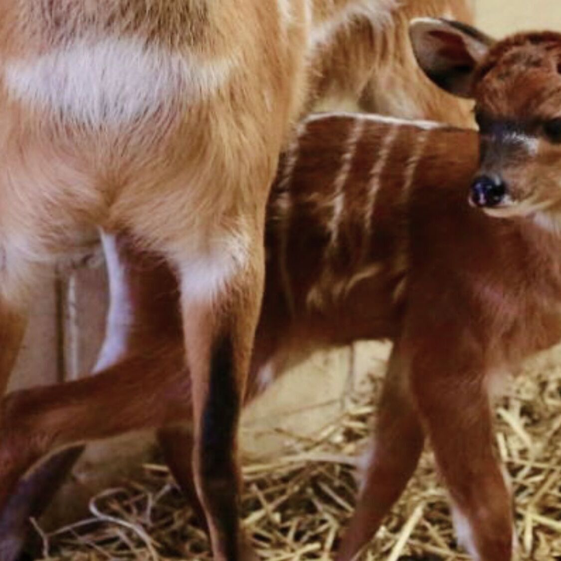 bebe-animal-pairi-daiza