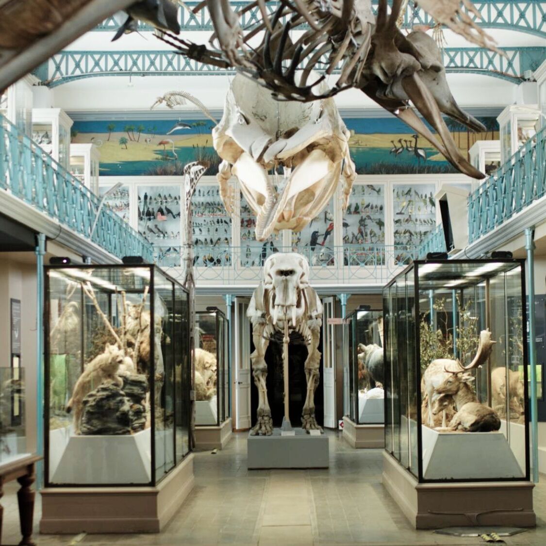 magie-musee-histoire-naturelle-lieux-secret-lille
