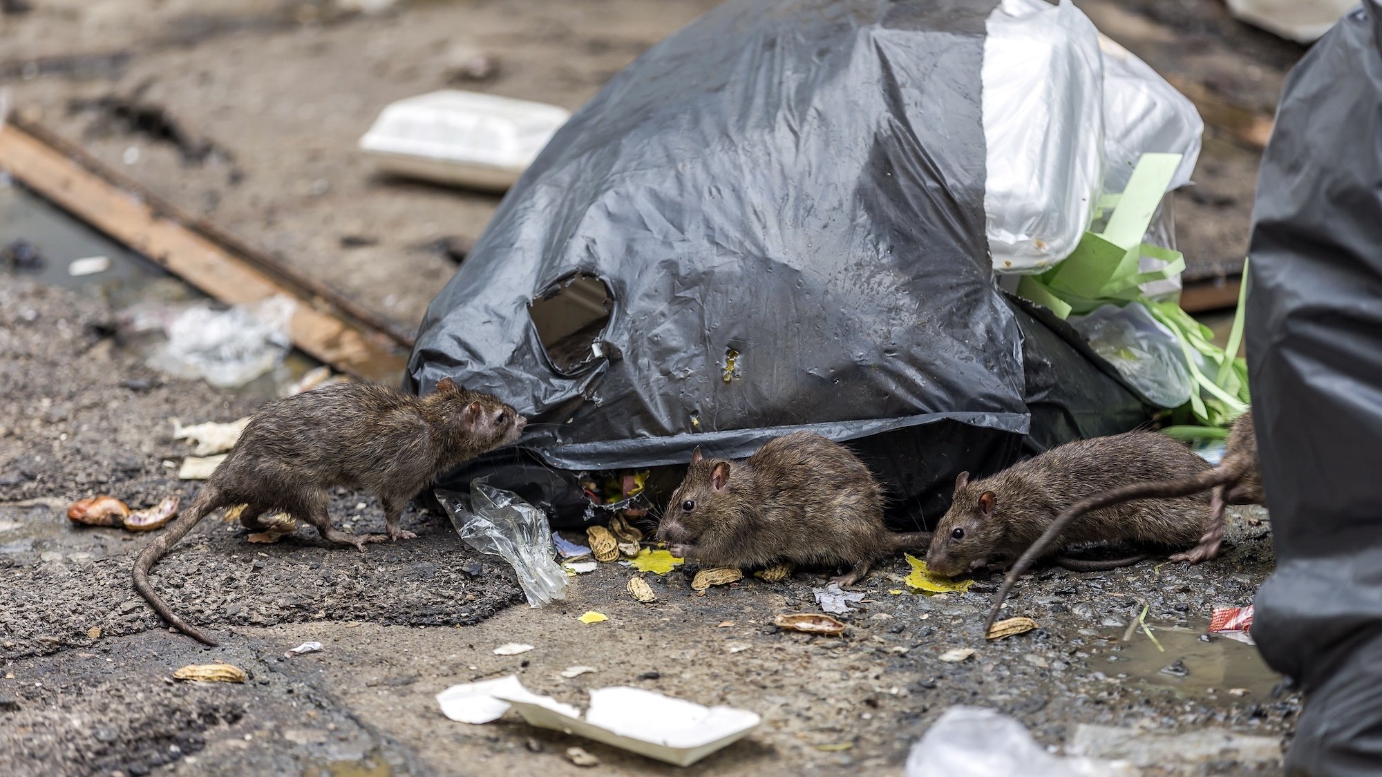 nice-dispositif-ecologique-rats