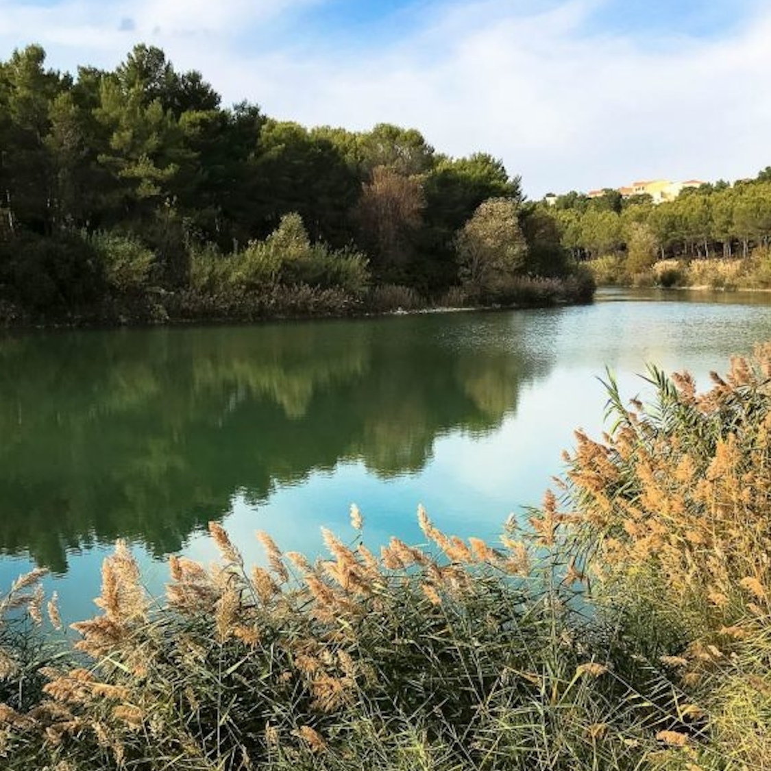 lac-garrigues-montpellier-cyanobacteries-pollution