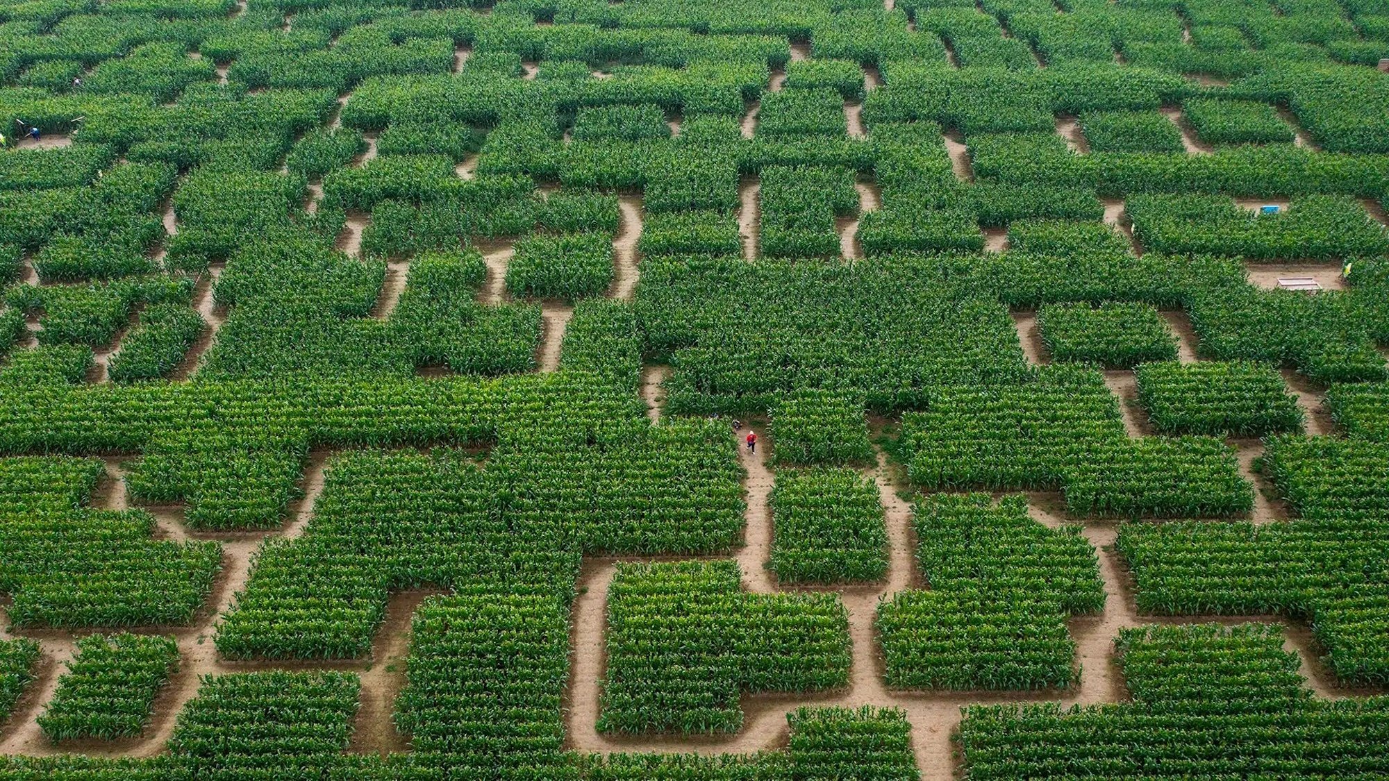 pop-corn-labyrinthe-champs-mais-proche-paris-vert-