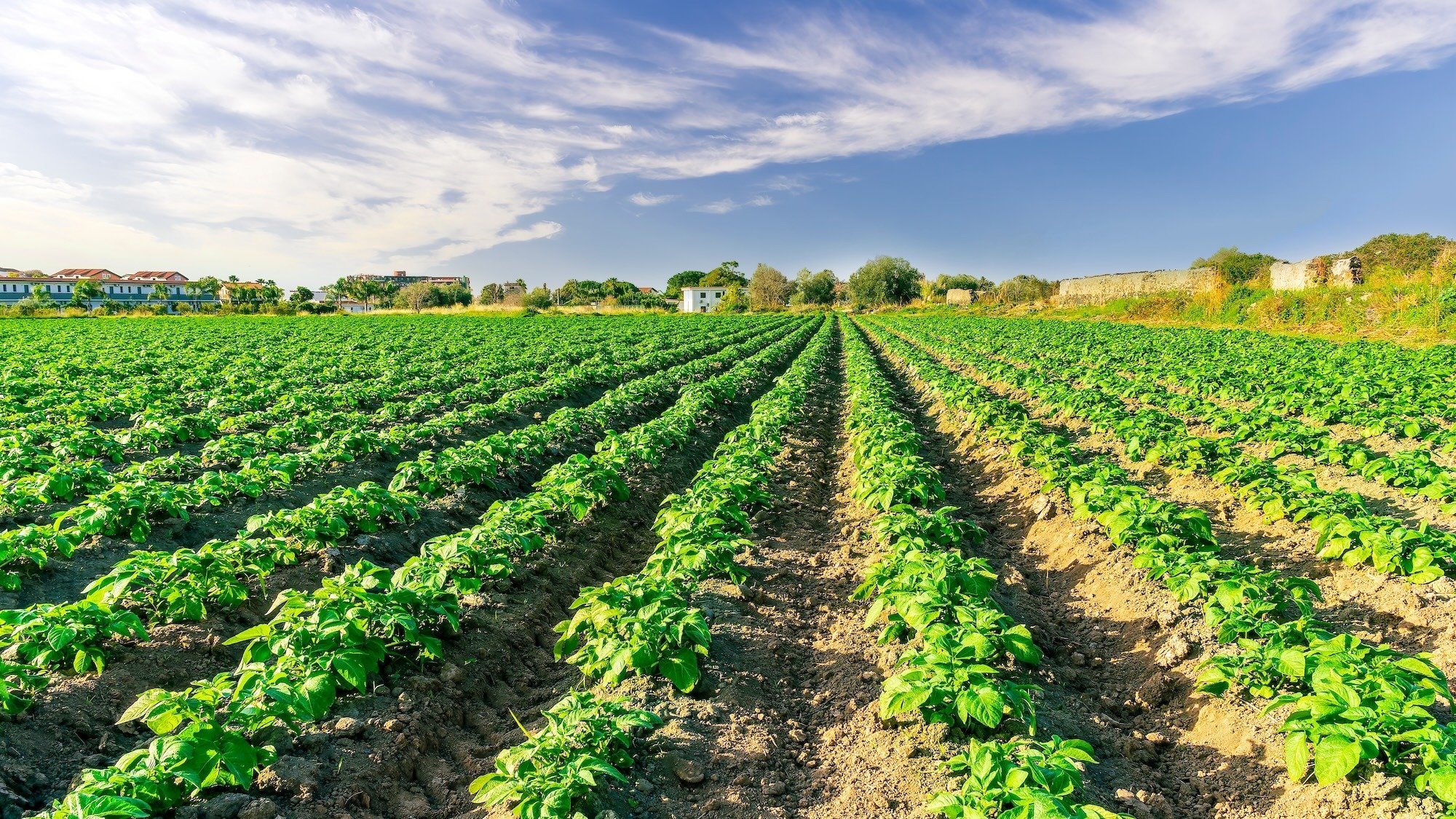 ferme-maraichere-bio-5-hectares-pibrac-toulouse
