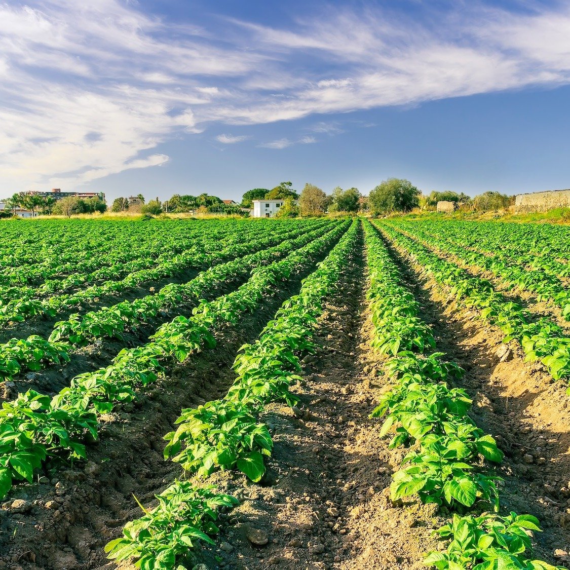 ferme-maraichere-bio-5-hectares-pibrac-toulouse