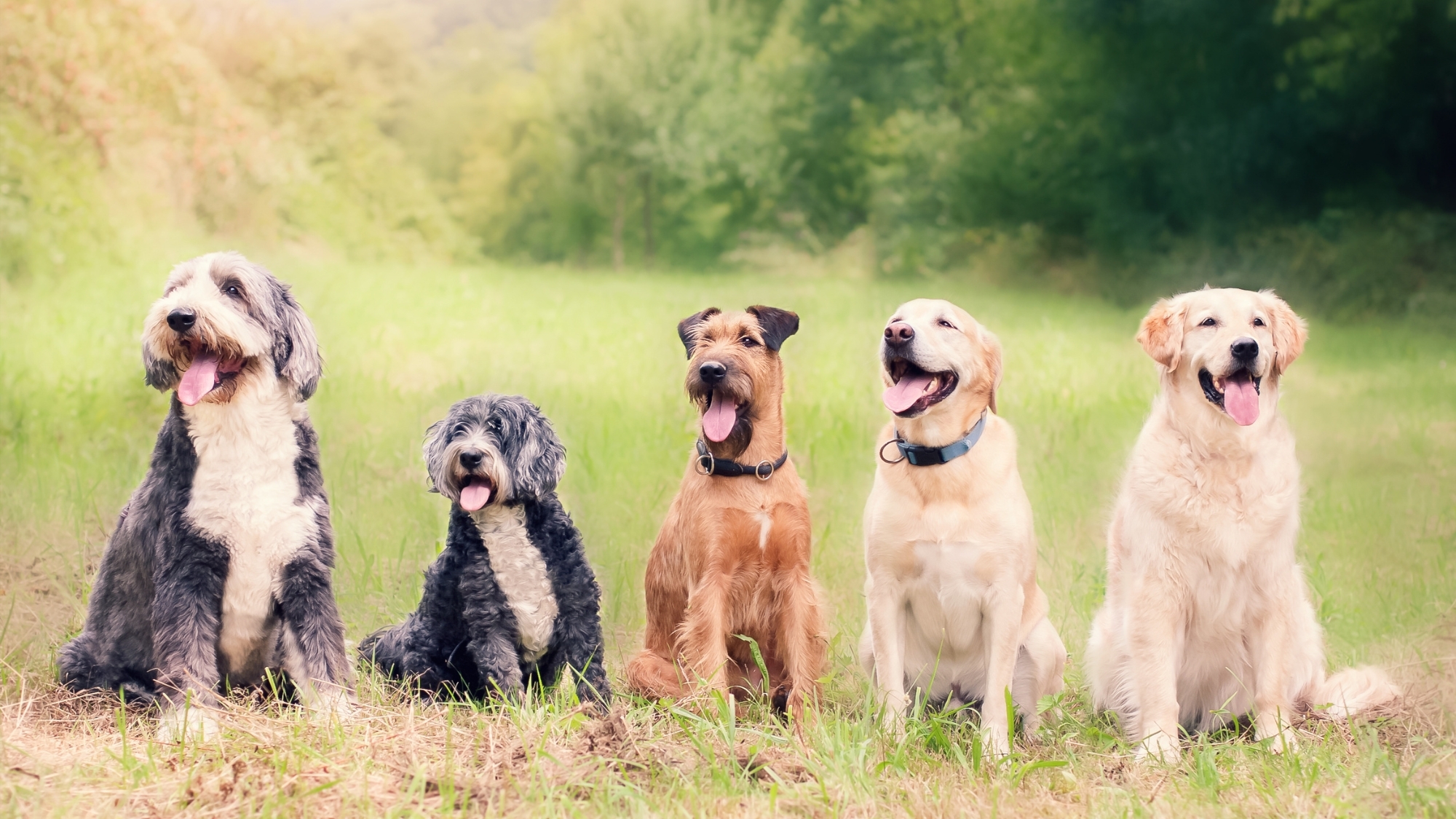 la-grand-famille-chien-1-