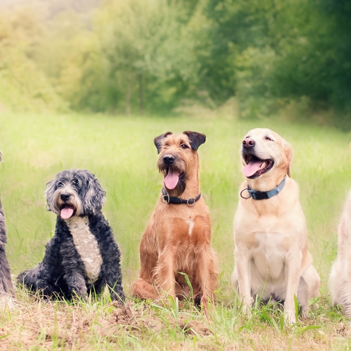 la-grand-famille-chien-1-