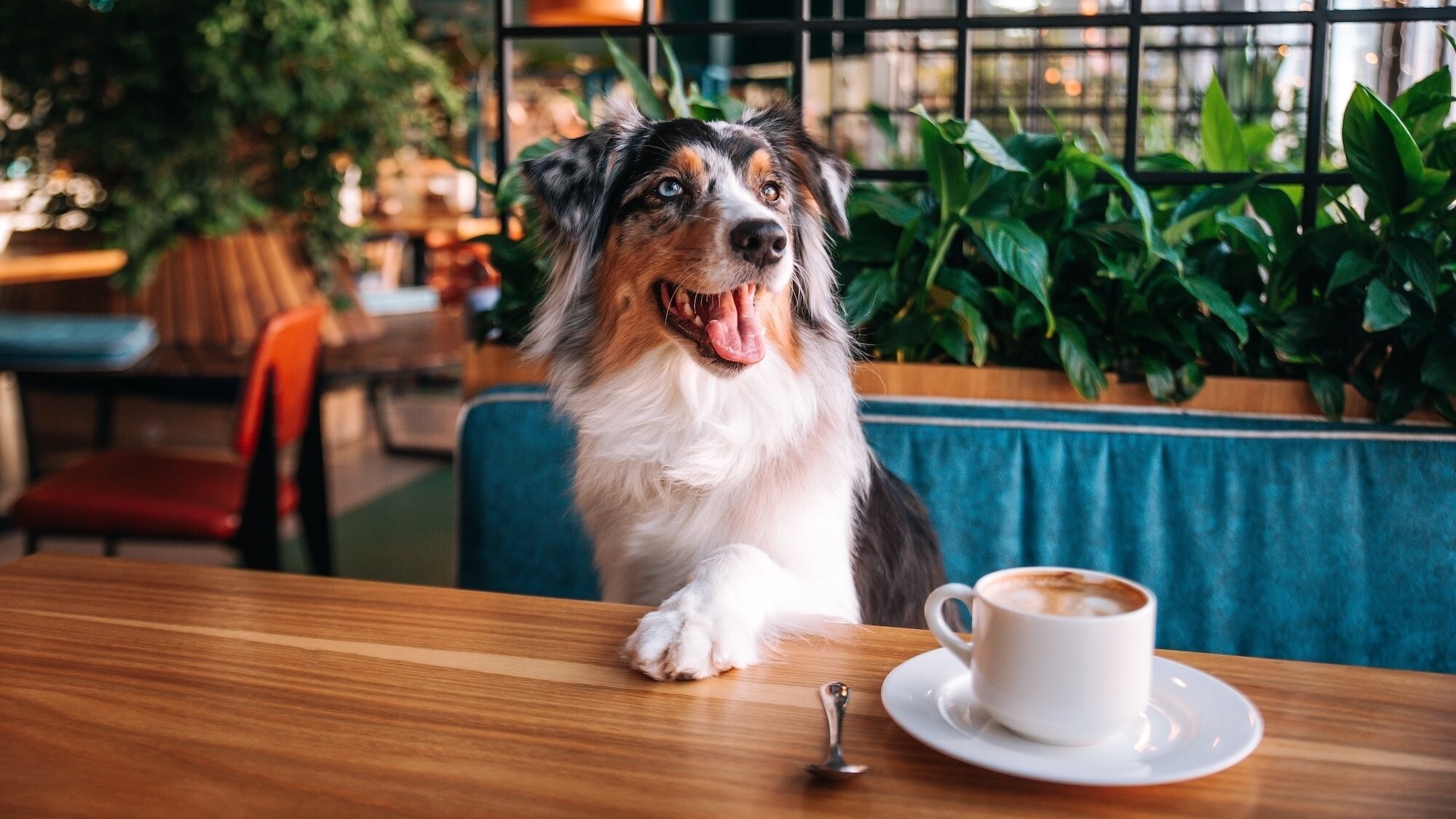 cafe-chien
