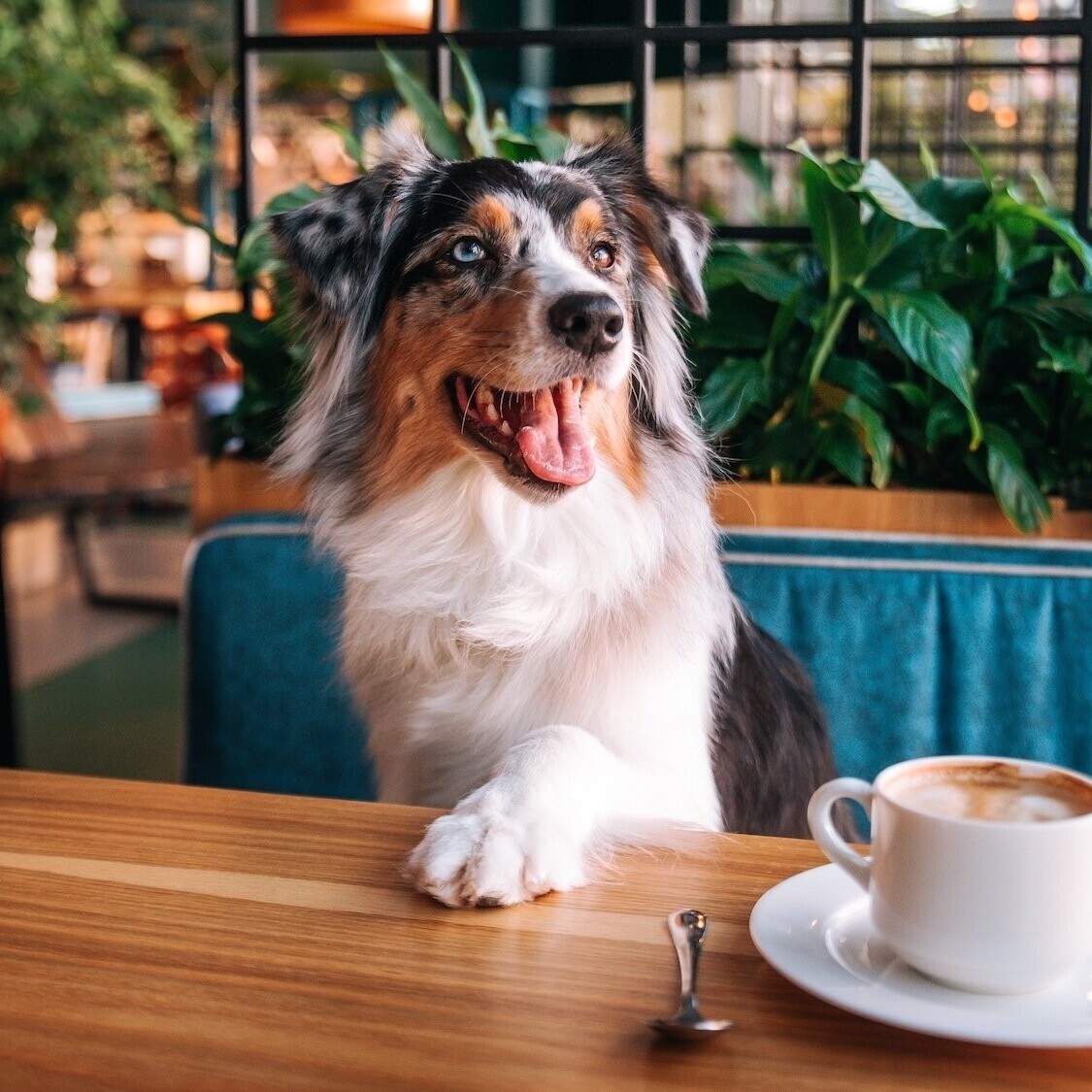 cafe-chien