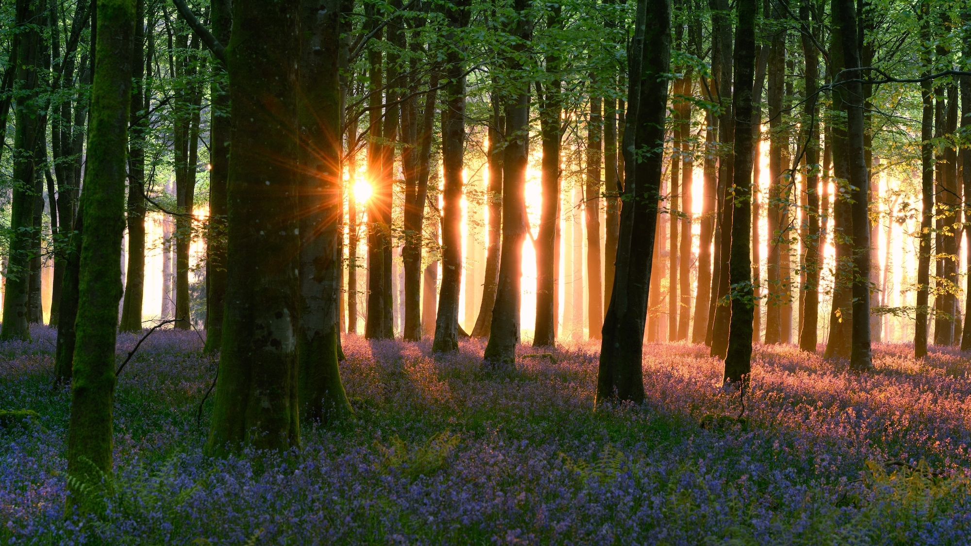 foret