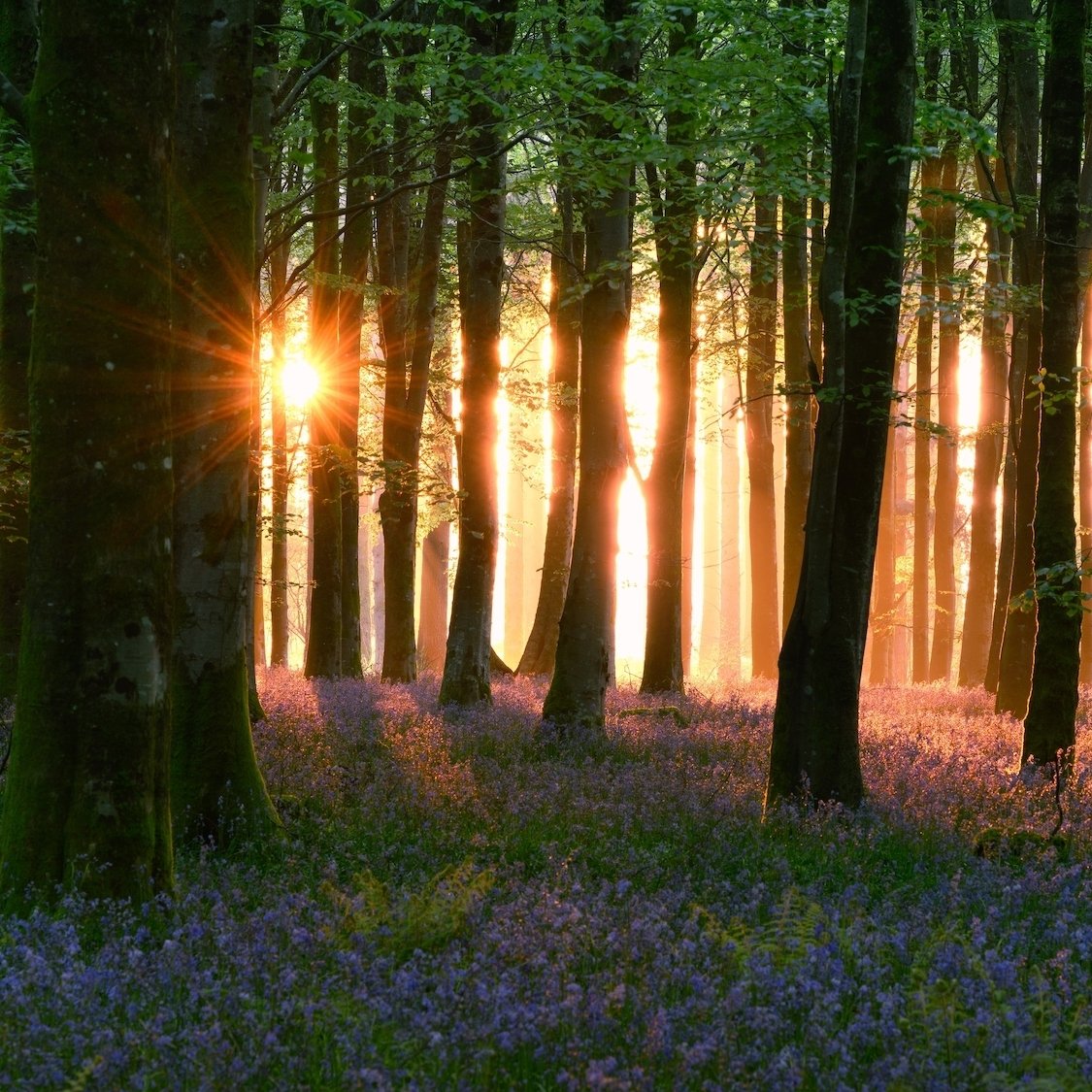 foret