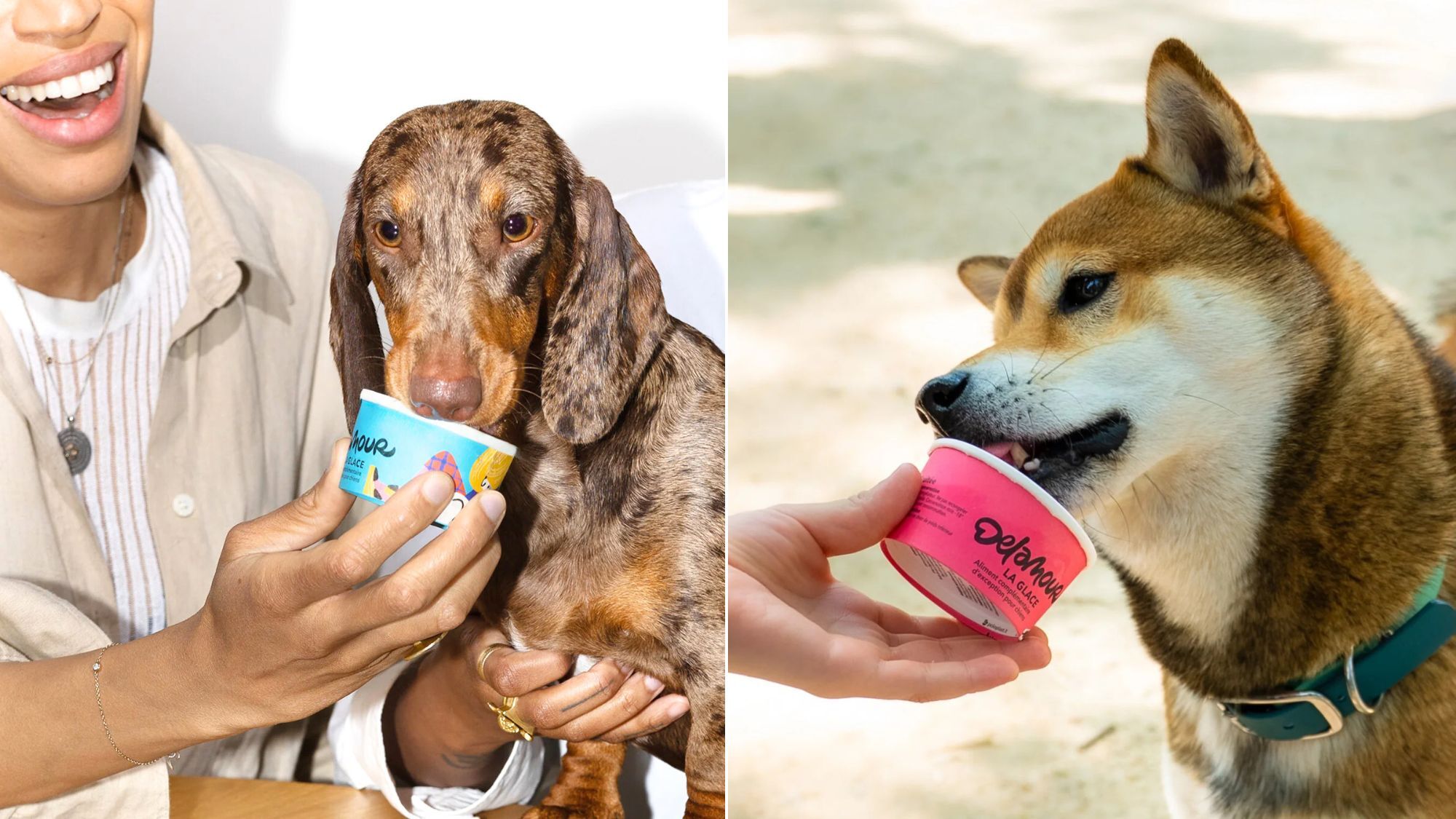 nice-glaces-chiens-delamour