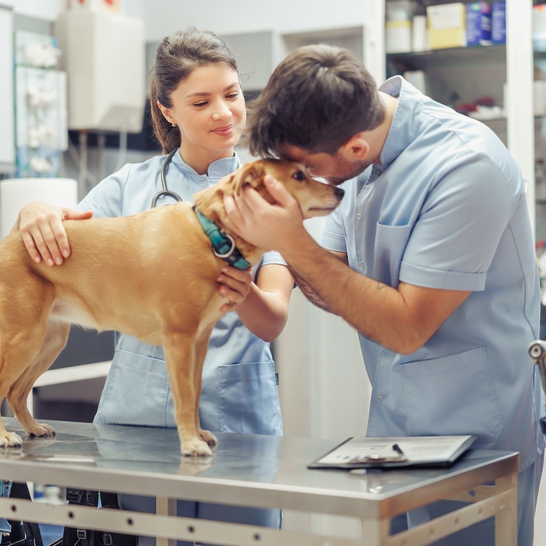 doctopet-doctolib-animaux-lyon