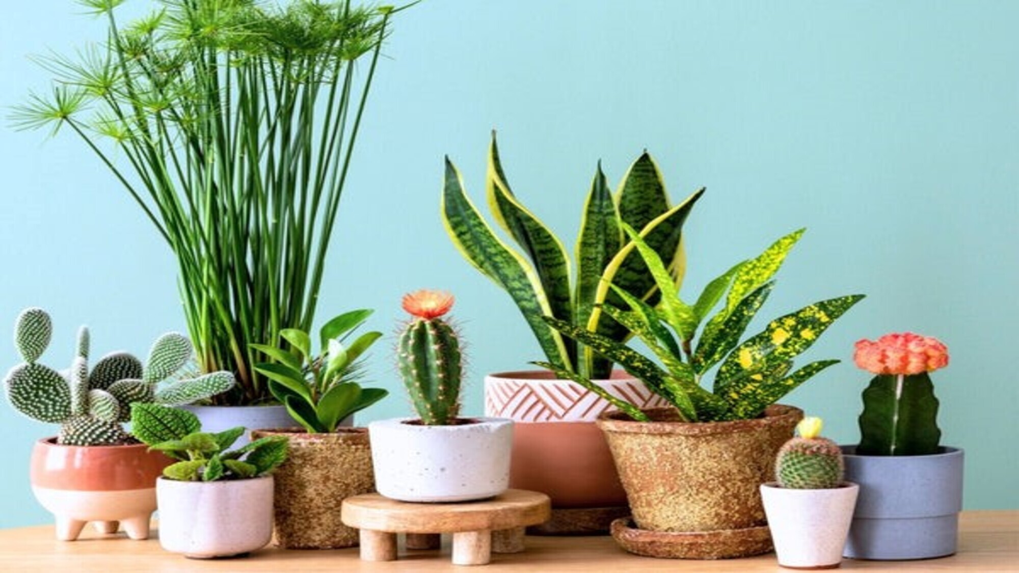 plantes-ok