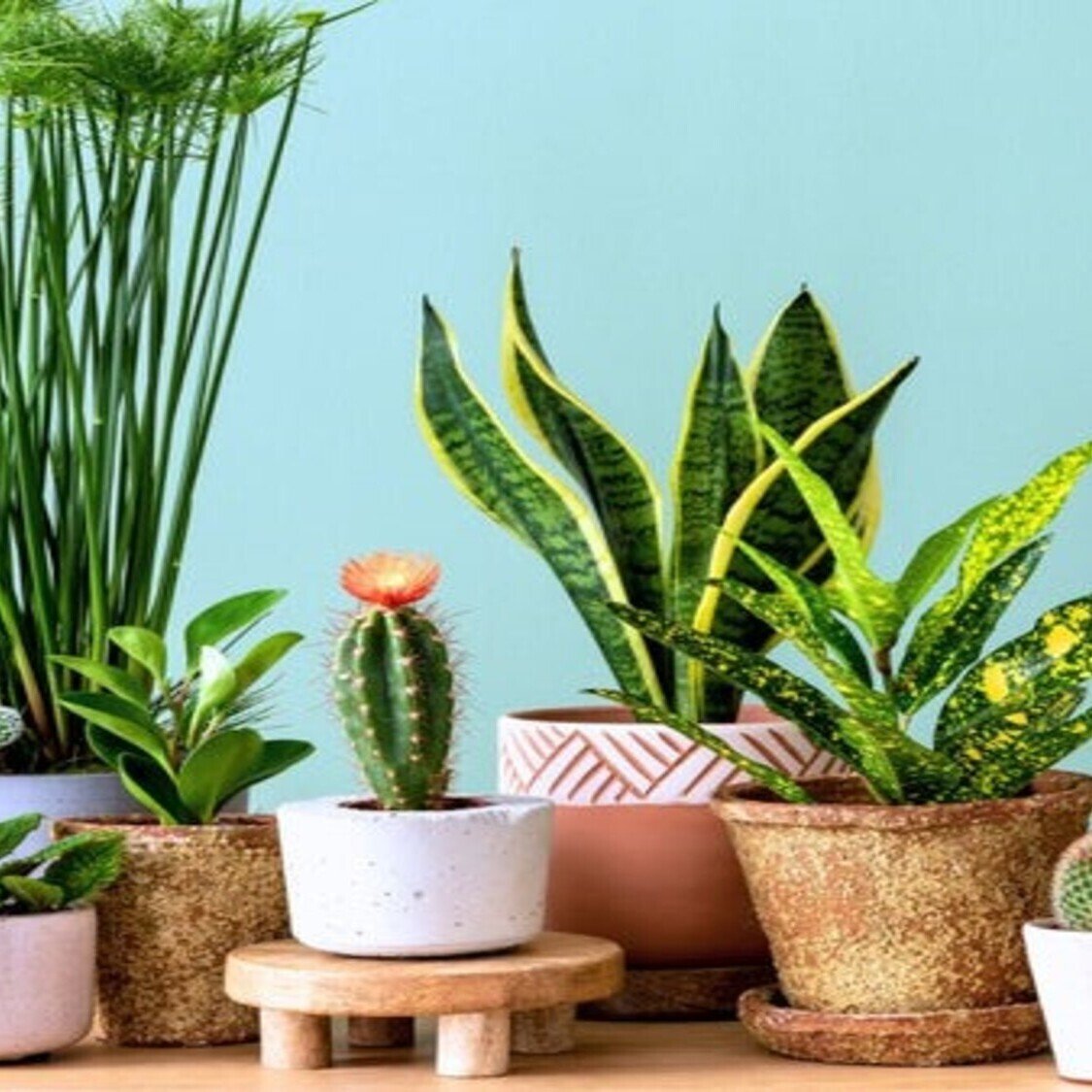 plantes-ok