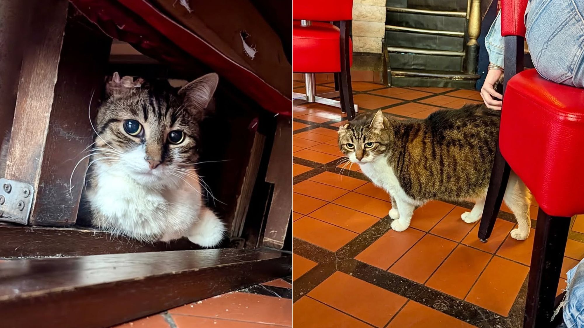 attraction-touristique-mieux-notee-bruxelles-minou