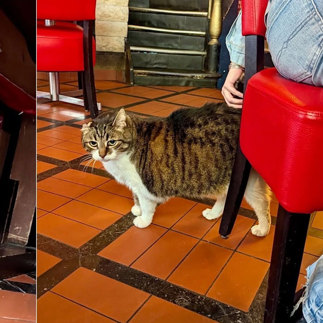 attraction-touristique-mieux-notee-bruxelles-minou