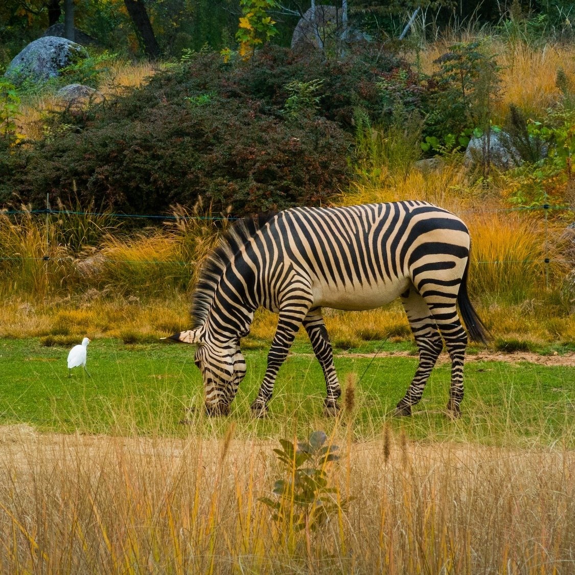 zoo-lyon-centre-protection-animaux-menaces