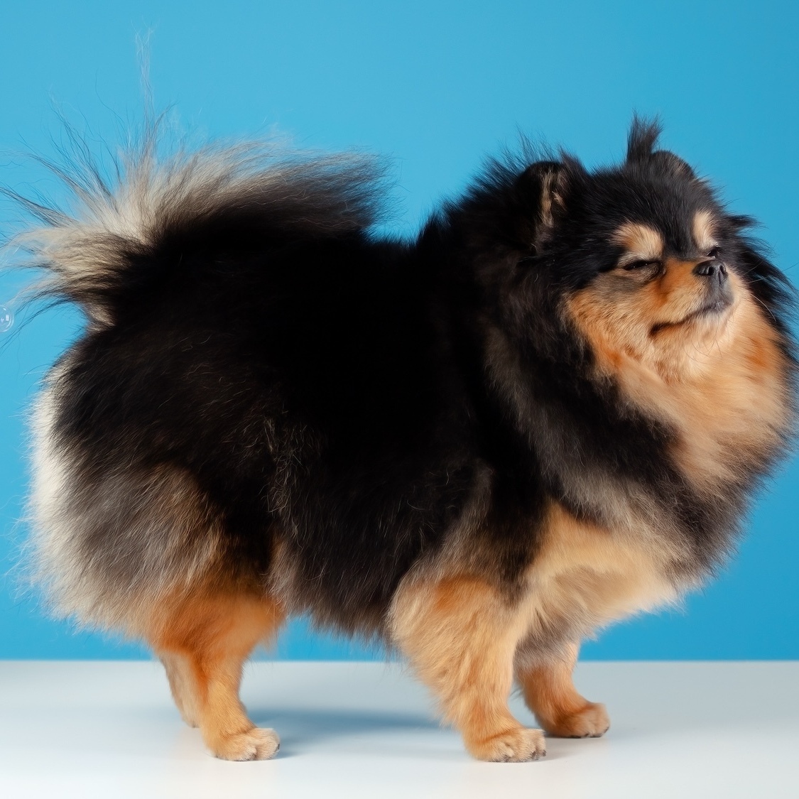 stop-ballonement-soin-cool-fit-lyon-pets-ventre-go