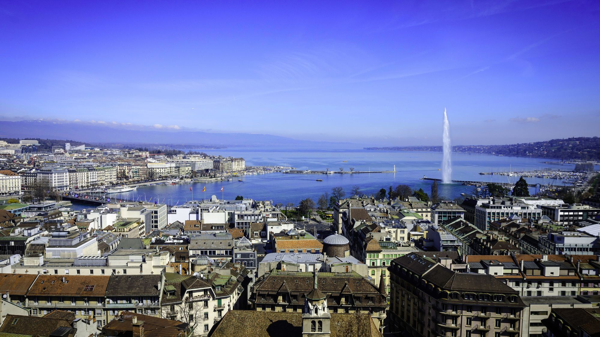 paquis-geneve-vegetalisation-travaux